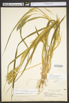 Panicum rigidulum var. elongatum