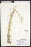 Panicum verrucosum