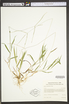 Digitaria sanguinalis