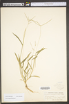 Digitaria sanguinalis