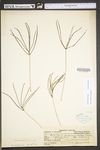 Digitaria sanguinalis