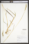 Echinochloa crus-galli