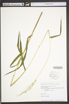 Echinochloa crus-galli