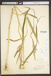 Echinochloa crus-galli