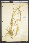 Echinochloa crus-galli