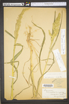 Echinochloa crus-galli