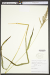 Echinochloa crus-galli