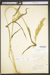 Echinochloa crus-galli