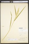 Echinochloa crus-galli