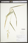 Echinochloa crus-galli