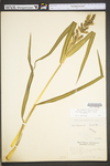 Echinochloa muricata var. muricata