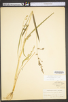 Echinochloa muricata var. muricata