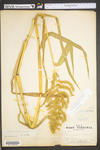 Echinochloa muricata var. muricata