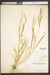 Echinochloa muricata var. muricata