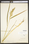 Echinochloa muricata var. muricata