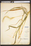 Elymus canadensis