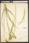 Elymus canadensis