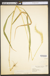 Elymus canadensis