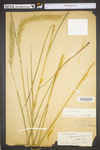 Elymus canadensis