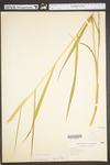 Elymus canadensis