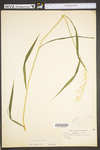 Elymus hystrix var. hystrix