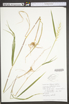 Elymus hystrix var. hystrix