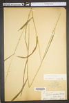 Elymus hystrix var. hystrix