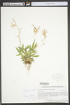 Dichanthelium commutatum ssp. ashei