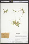 Dichanthelium commutatum ssp. ashei