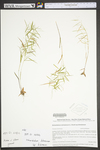 Dichanthelium dichotomum ssp. dichotomum