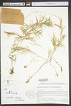 Dichanthelium dichotomum ssp. dichotomum