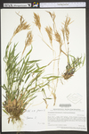 Dichanthelium dichotomum ssp. dichotomum