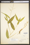 Dichanthelium latifolium