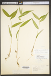 Dichanthelium latifolium