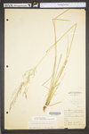 Deschampsia caespitosa