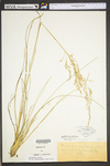 Deschampsia caespitosa