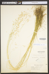 Deschampsia flexuosa var. flexuosa