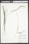 Bromus pubescens