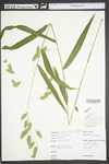 Chasmanthium latifolium