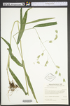 Chasmanthium latifolium