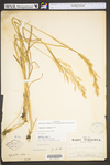 Agrostis gigantea