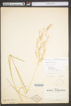 Agrostis gigantea