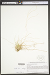 Agrostis perennans