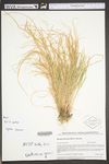 Agrostis perennans