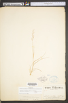 Agrostis perennans