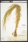 Agrostis perennans