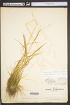 Agrostis perennans