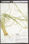 Andropogon gerardii