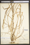 Andropogon gerardii