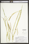 Andropogon gerardii